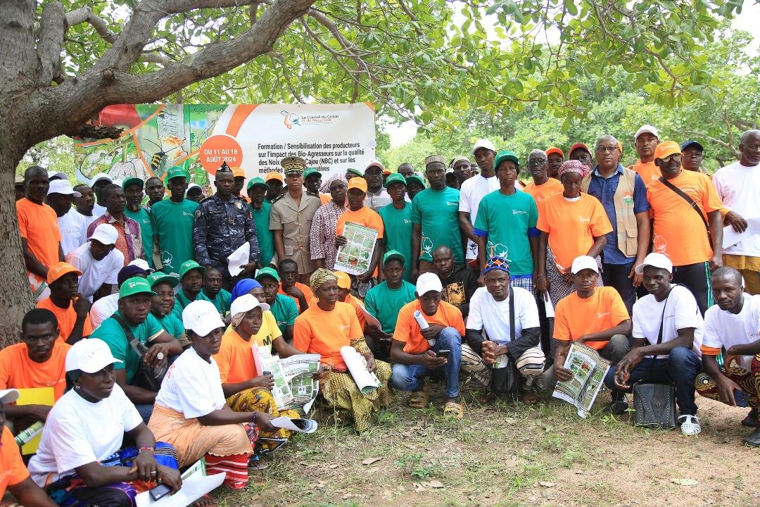 Filière cajou: Une centaine de producteurs apprennent à détecter les maladies et ravageurs de l’anacardier à Kimbirila-Nord 