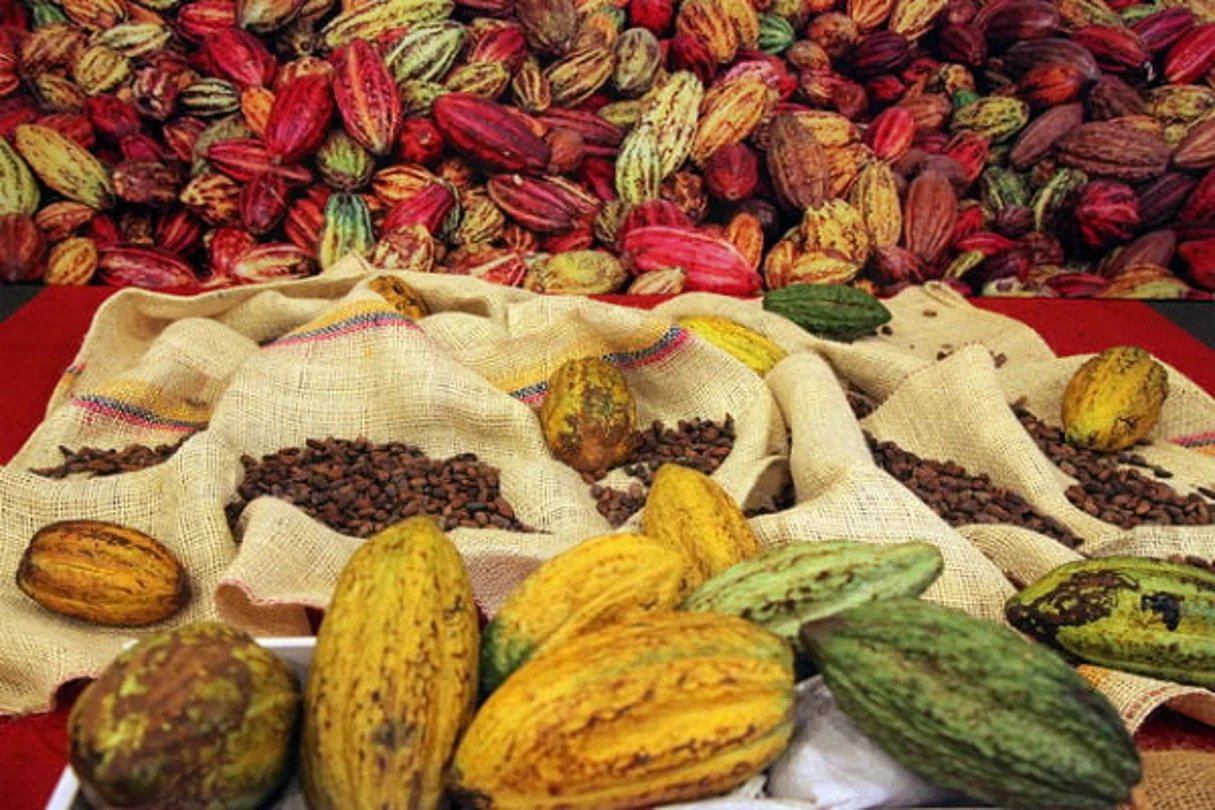 JNCC 2024 : Les acquis de la réforme de la filière café-cacao