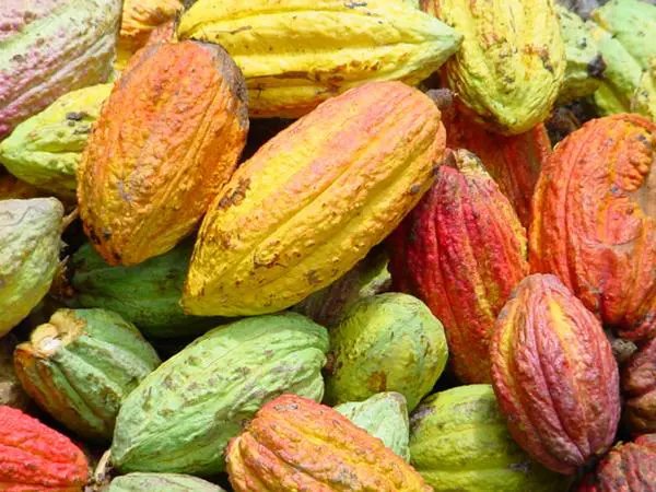 Campagne 2024-2025 : Le kilogramme de cacao fixé à 1 800 Francs CFA !