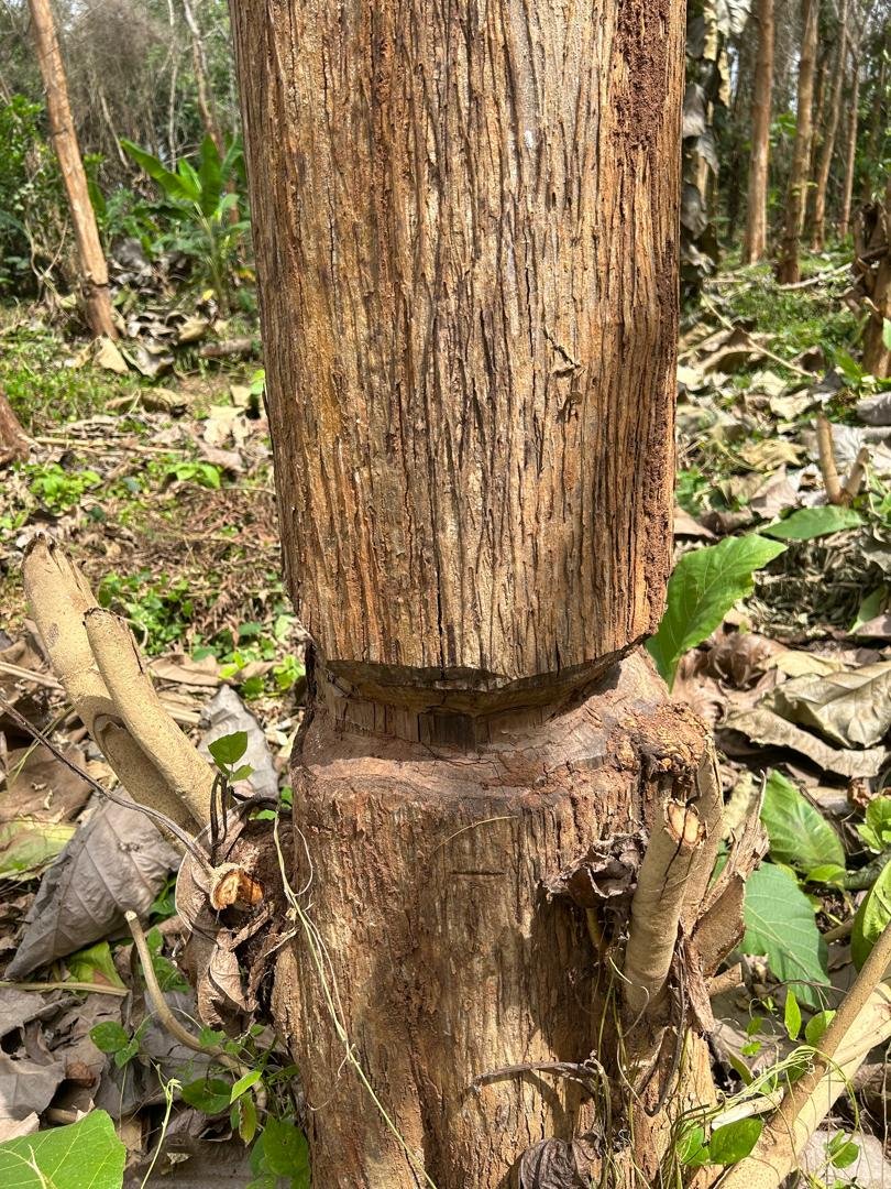 Bouaflé : Les populations riveraines dénoncent une occupation illégale de la forêt classée