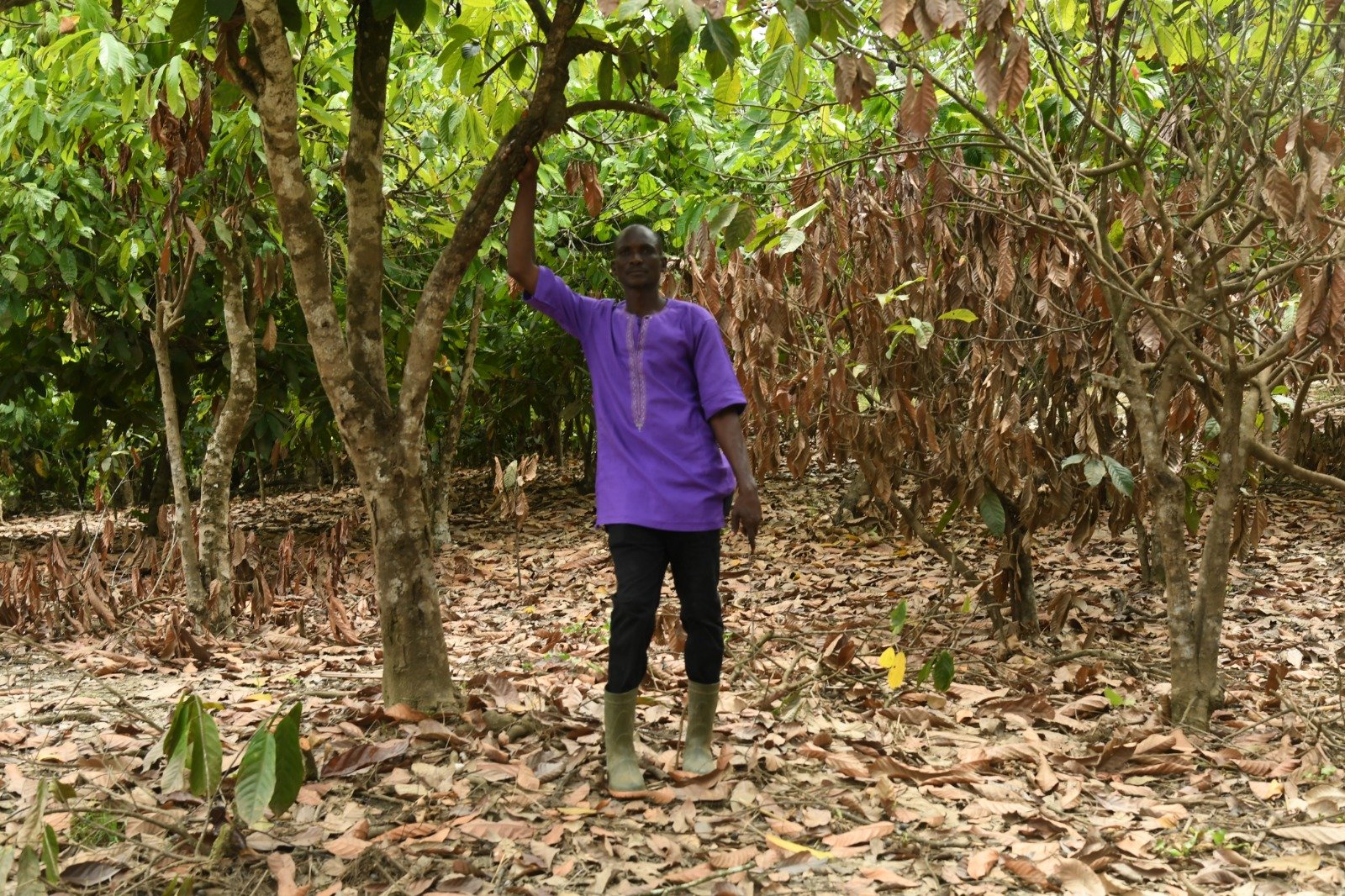 Soubré : La production cacaoyère menacée