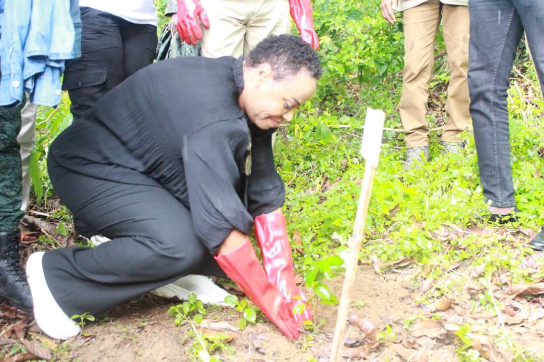 Lutte contre déforestation : L’ONG Ivoire Diplomatie Verte lance une campagne de planting d’arbres 