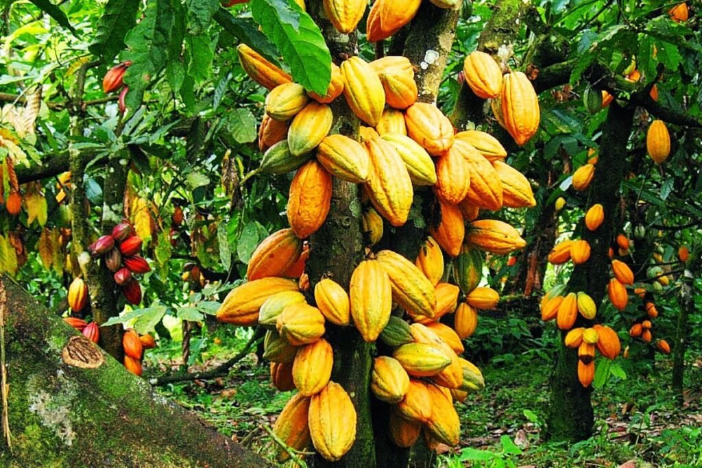 Cacao durable : Un forum pour initier les jeunes aux bonnes pratiques, le 19 novembre prochain, au Sofitel Hôtel Ivoire à Abidjan