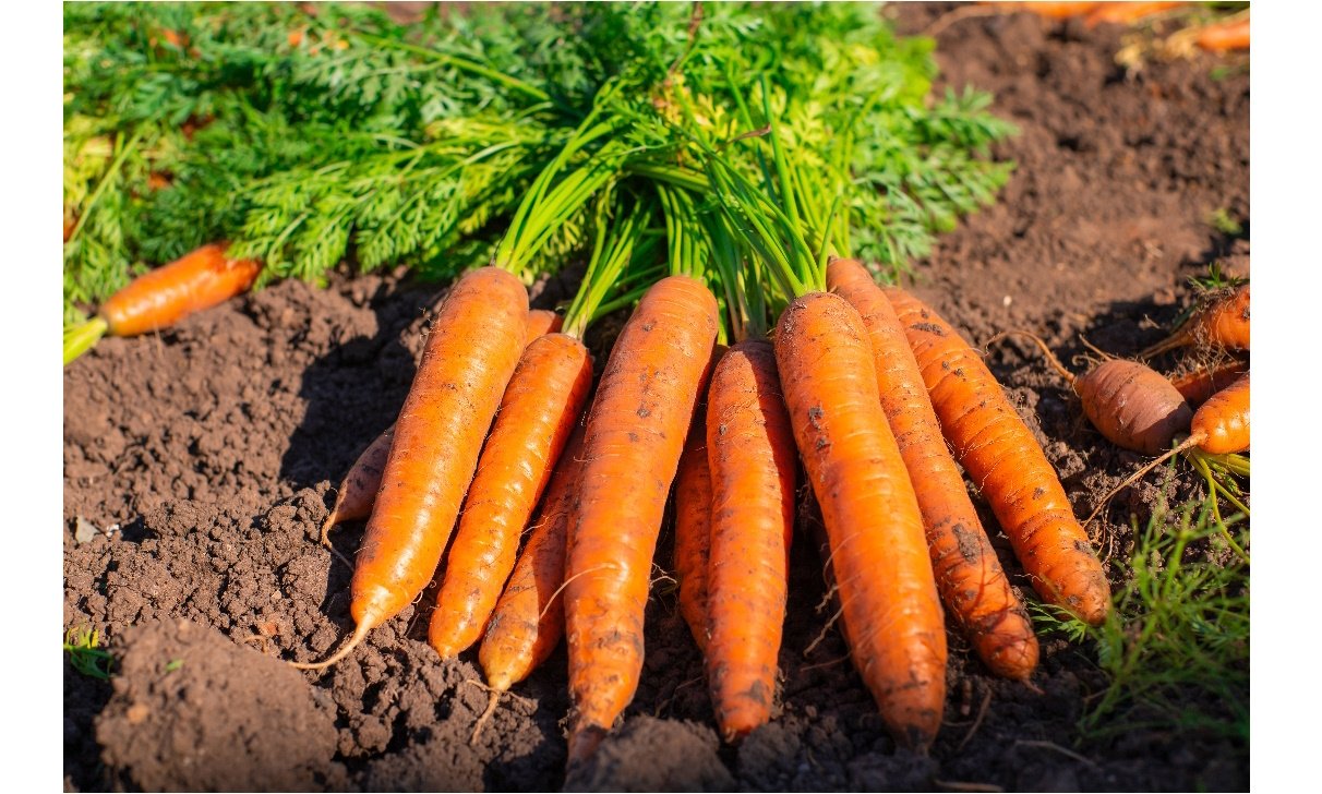 Nos produits : La carotte, culture et bienfaits - LE PATRIOTE