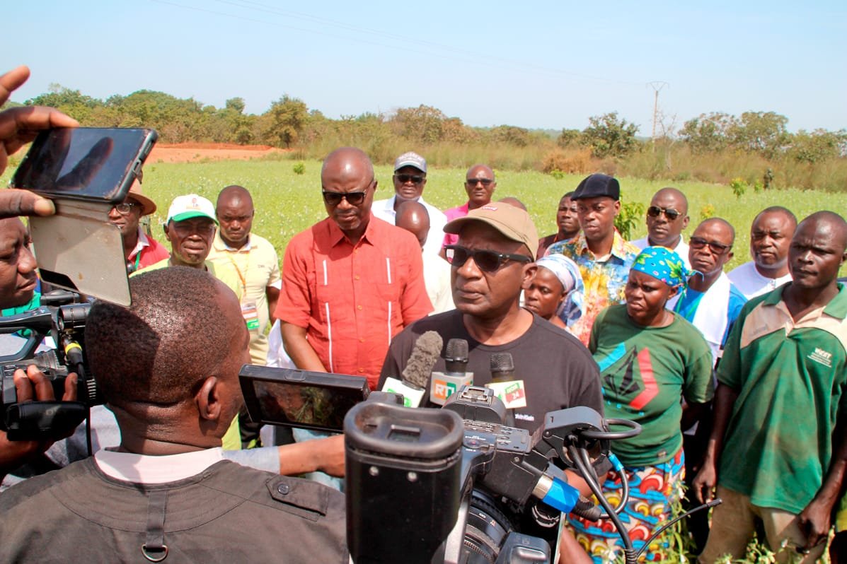 Cultures émergentes : La filière sésame s’organise à Kong