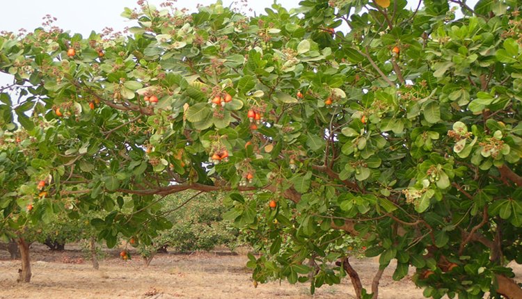 Anacarde : Niakara, Bouaké, Daoukro, Brobo, Diabo, les producteurs saluent le prix d’achat bord champ du kilogramme fixé à 425 FCFA