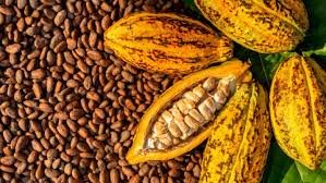 Cacao Jazz Festival 2025 : La célébration de "l’Or brun" et de la musique
