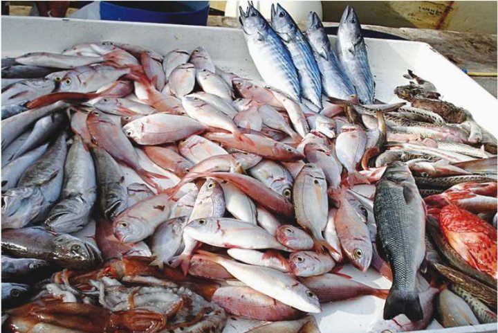 Repos biologique 2025 : La pêche fermée depuis le 1er juillet