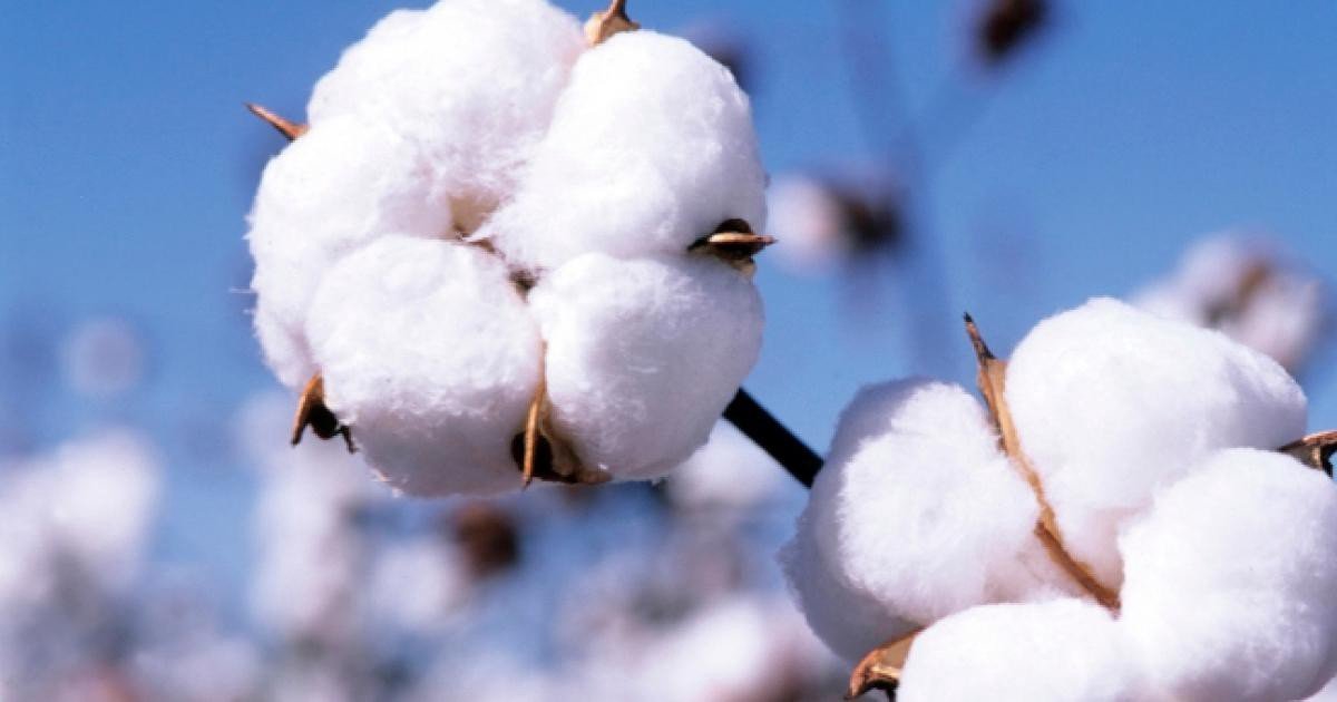 Le prix du coton graine fixé à 310 FCFA pour le 1er choix et à 285 F CFA pour le 2e choix pour la campagne 2025-2026 !
