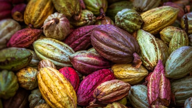 OIA Cacao : Des producteurs dénoncent une manipulation des exportateurs