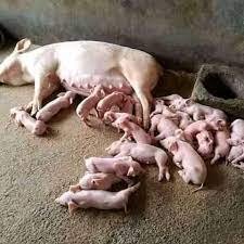 Peste porcine - Indemnisation des victimes : Le MIRAH rassure les éleveurs et annonce de belles perspectives