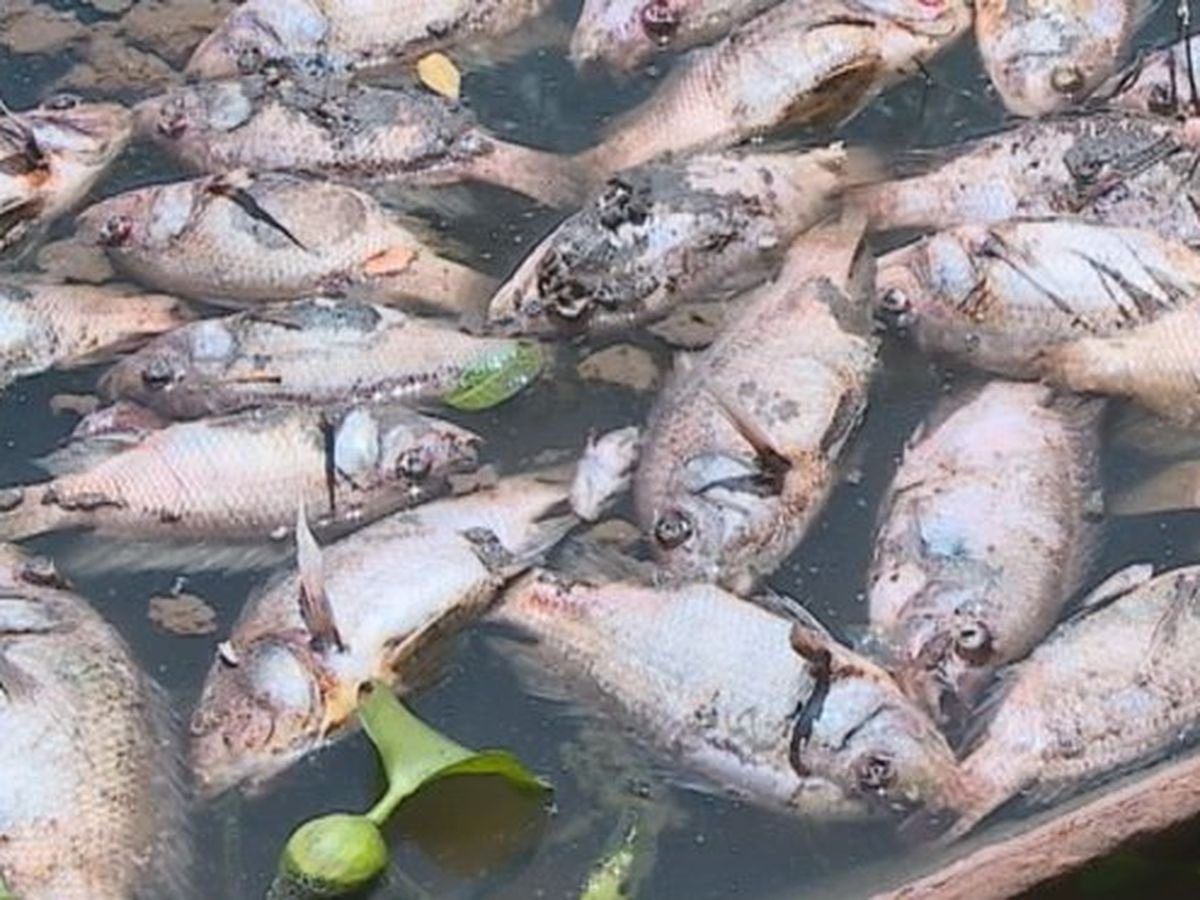 Grand-Bassam : Le MIRAH impose un blocus halieutique après de massives mortalités de poissons dans la lagune Ouladine