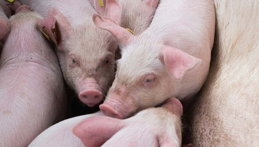 Peste porcine africaine : Le MIRAH autorise la reprise des activités dans les zones affectées