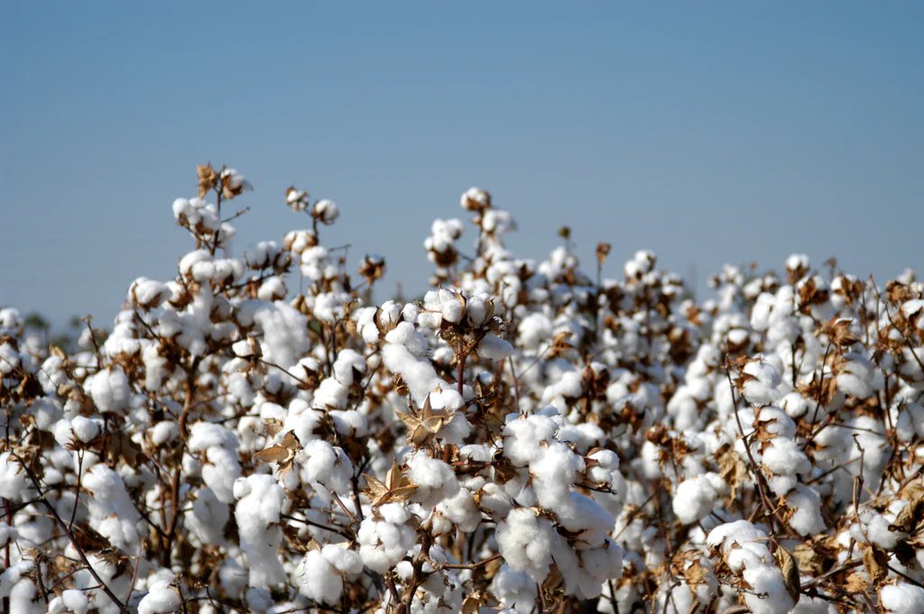 Gbêkê et Hambol : Les producteurs saluent le maintien du prix premier choix du coton à 310 FCFA pour la campagne 2025