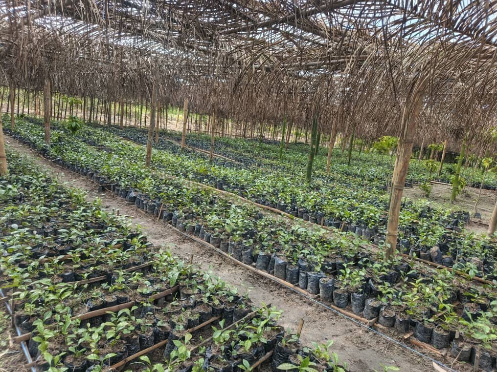 Cavally : Le projet de 1000 hectares de caféiculture avance bien