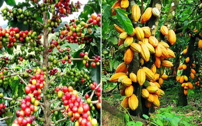 Campagne de commercialisation 2025-2026 : Le kilo de cacao fixé à 2800 FCFA et celui du café à 1700 FCFA !