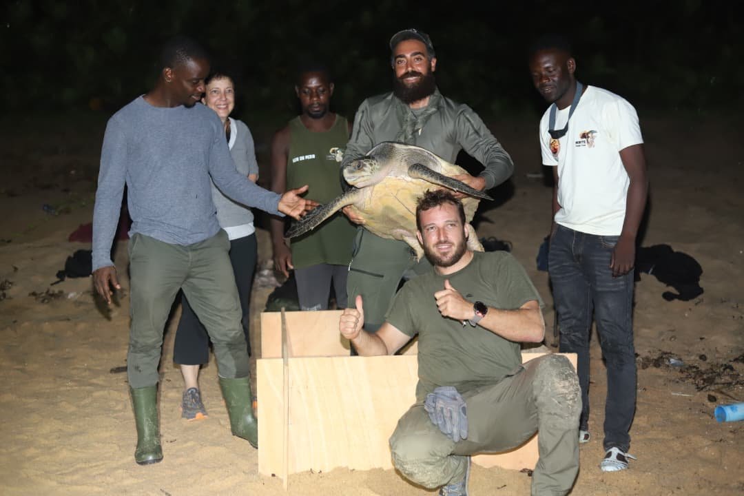 Conservation des espèces marines : Des spécialistes observent et analysent le comportement de six tortues olivâtres à Monogaga