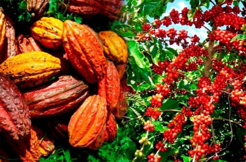 Café-cacao : 2800 milliards de FCFA déjà versés aux producteurs, trois mois après l’ouverture de la campagne commerciale