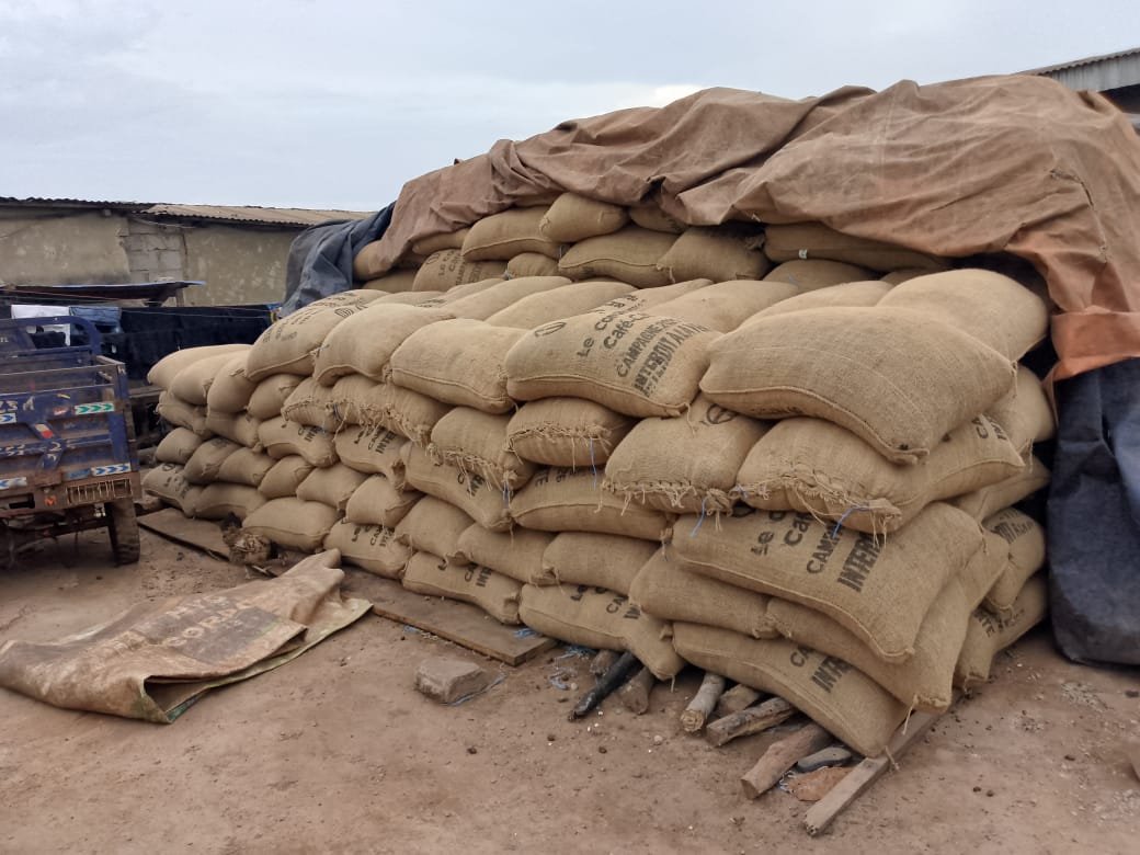 Crise du cacao : Quand le mécanisme de stabilisation sauve les planteurs ivoiriens