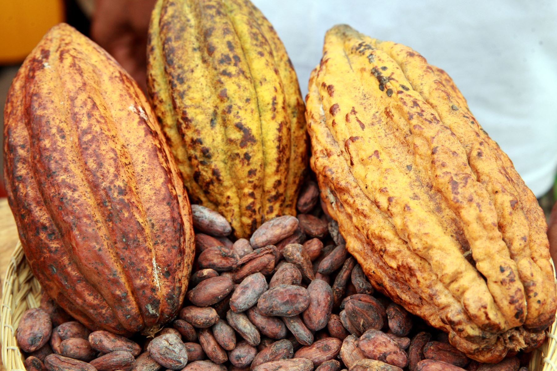 Cacao : La grande responsabilité du gouvernement face à la crise