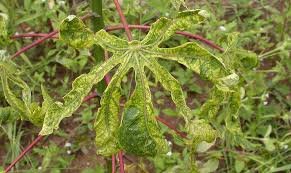 Filière manioc : Une série de mesures urgentes pour contenir le virus de la mosaïque