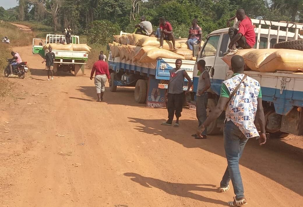 Cacao ivoirien : La contrebande vers la Guinée reprend de plus belle