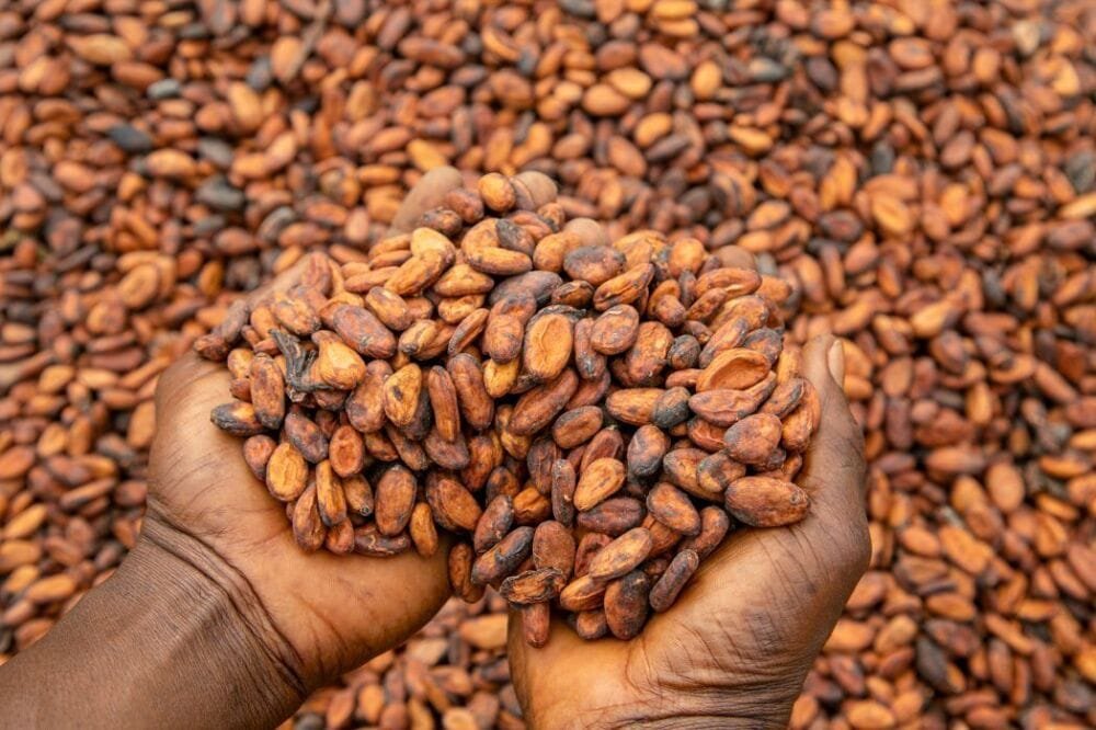 Campagne de commercialisation de cacao 2026-2027 : Le prix bord-champ maintenu à 1200 FCFA/kg