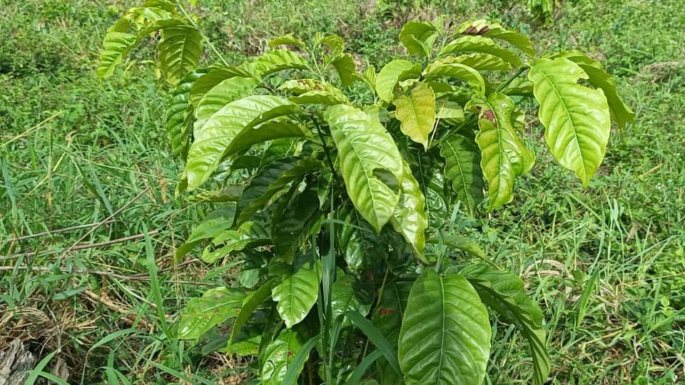 Au cœur du pays profond - Caféiculture, Agro-transformation : Comment le Cavally veut réinventer son économie agricole