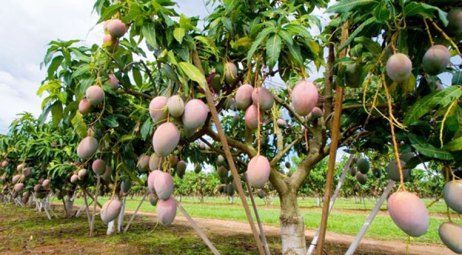 Filière mangue : Bruno Koné annonce des mesures vigoureuses pour la reconquête du marché européen